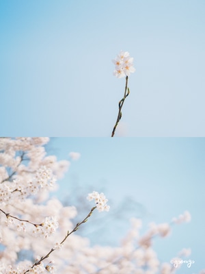 赏樱-旅行-青岛-樱花季-少女心 图片素材