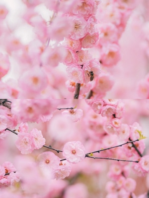 赏樱-旅行-青岛-樱花季-少女心 图片素材