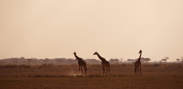 自然保护区-野生动物-国家公园-安博塞利-肯尼亚 图片素材