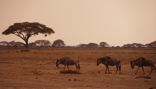 无人-旅行-肯尼亚-安博塞利-国家公园 图片素材