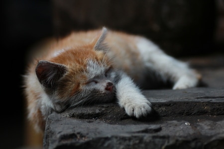 闲拍-猫-猫咪-小猫-喵星人 图片素材