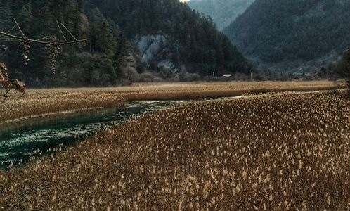 旅行-闲拍-风景-九寨沟-芦苇海 图片素材
