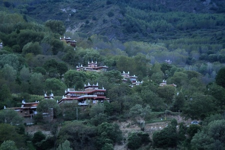 旅行-风景-甲居藏寨-风景-树 图片素材