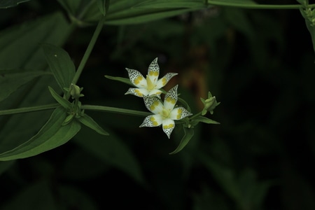 闲拍-花-花朵-花卉-绿叶 图片素材