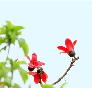 武汉加油-生态-植物-花-花卉 图片素材