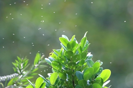 野生动物-植物-武汉加油-生态-复工 图片素材