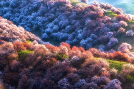 电影取景地-旅行-风光-自然-杏花 图片素材