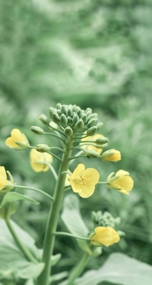 春天-油菜花-春-风光-大自然 图片素材
