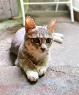 萌宠-萌宠萌物-猫-猫科动物-动物 图片素材