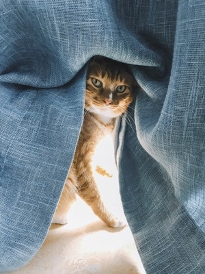 橘猫-撸猫-喵星人-有意味的形式-我要上封面 图片素材