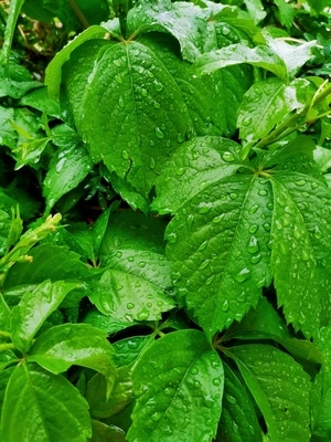 锦州市-雨-城市-植物-绿叶 图片素材