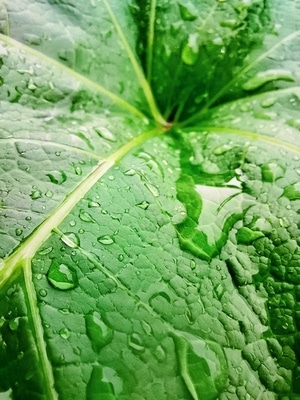锦州市-城市-雨-水珠-绿叶 图片素材