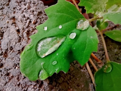 锦州市-雨-城市-植物-绿叶 图片素材