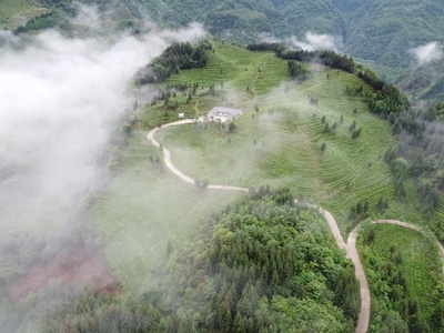 我的六月-雅安市-茶园-风光-风景 图片素材