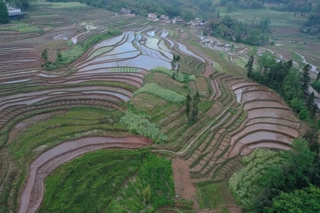红军村-天全-田地-农田-梯田 图片素材