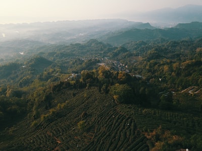 蒙顶山-日出-采茶-雅安市名山县-四川 图片素材
