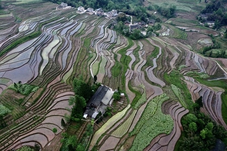 红军村-天全-田地-农田-梯田 图片素材