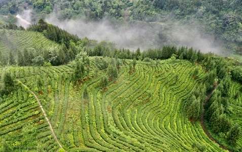 天全-有机茶-风景-茶园-梯田 图片素材
