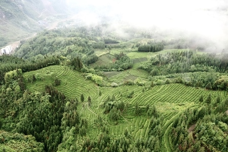 天全-有机茶-风景-风光-农田 图片素材
