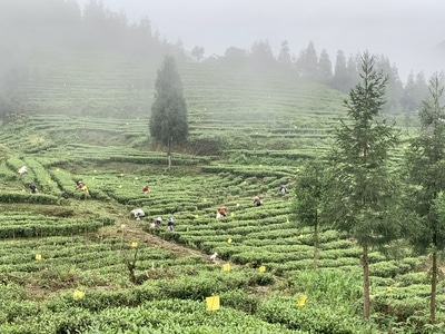天全县-有机茶-风景-风光-茶园 图片素材