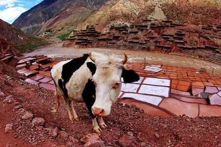 动物园-西藏盐田-牛-奶牛-动物 图片素材
