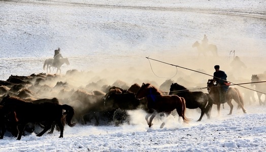 中国风-内蒙古-马群-马-动物 图片素材