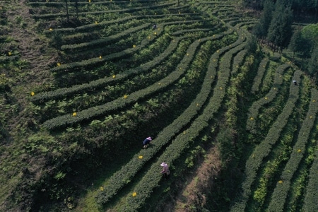 四川-天全县-自然-风景-茶山 图片素材
