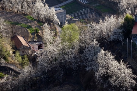 四川-春天-阿坝州-风景-树 图片素材