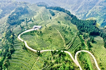 天全-青元村-茶园风光-风光-自然 图片素材