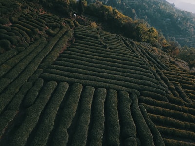 蒙顶山-日出-采茶-雅安市名山县-四川 图片素材