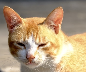 萌宠写真-家门口-猫-喵星人-宠物 图片素材