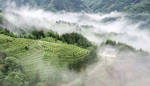 中国风-雅安市-风景-茶园-田园 图片素材