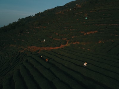四川-雅安市名山县-蒙顶山-采茶-日出 图片素材