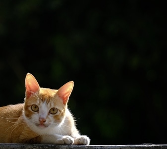 萌宠写真-家门口-猫-喵星人-宠物 图片素材