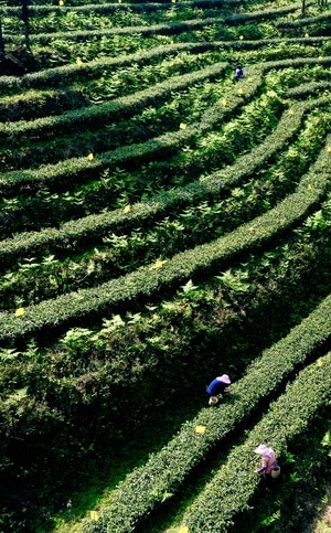 在路上-清明-茶园-茶树-纪实 图片素材