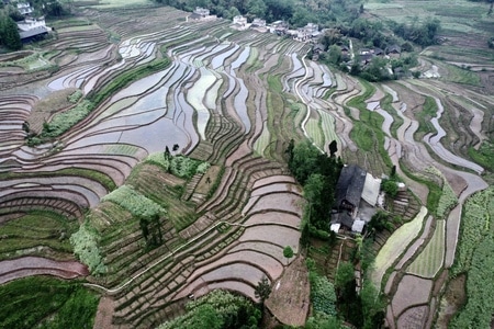 红军村-天全-田地-农田-梯田 图片素材