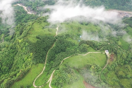 天全-有机茶-风景-茶园-农田 图片素材