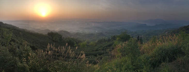 四川-雅安市名山县-蒙顶山-采茶-日出 图片素材