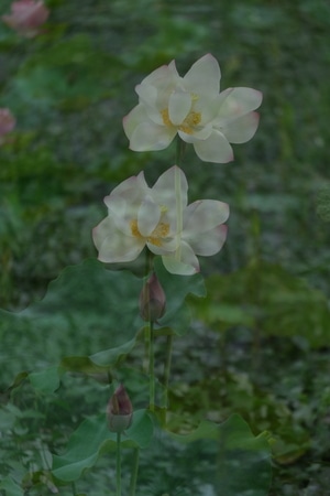 二郎山-天全-植物-花-花朵 图片素材
