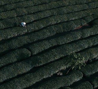 蒙顶山-日出-采茶-雅安市名山县-四川 图片素材