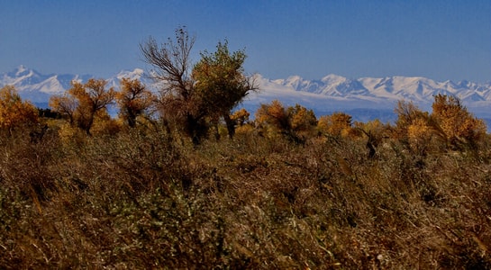 天山北-伊吾县-风景-自然-树 图片素材