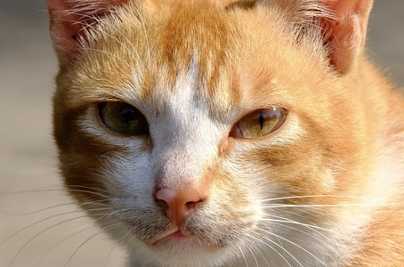 萌宠写真-家门口-动物-猫-猫咪 图片素材