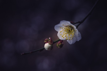 梅花-花卉-梅-花-梅花 图片素材