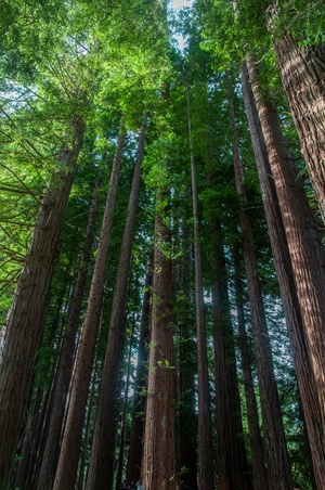 森林-原始森林-新西兰-氧吧-挺拔 图片素材