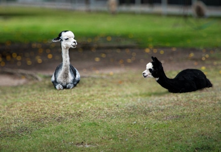 澳洲-羊驼-农场-动物-旅拍 图片素材