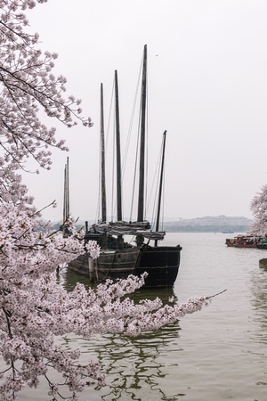 风景-风光-樱花-鼋头渚-无锡 图片素材