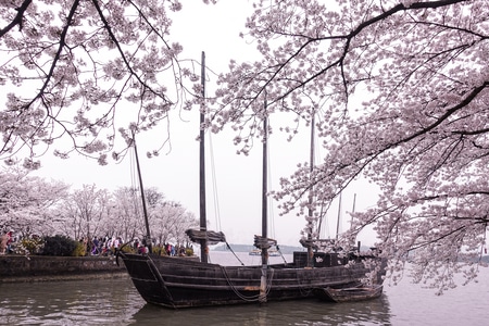 风景-风光-樱花-鼋头渚-无锡 图片素材