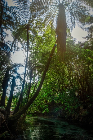 森林-原始森林-新西兰-氧吧-森林 图片素材