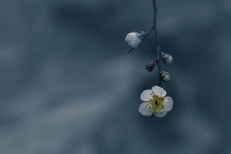 梅花-花卉-梅-花-花 图片素材