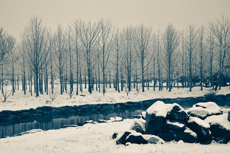 圆明园-历史-冬-雪-树 图片素材